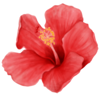 aquarelle de fleurs d'hibiscus rouges en fleurs, vue de face