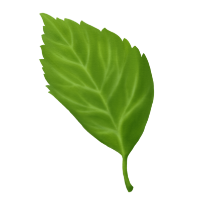 Mint Leaves PNGs for Free Download