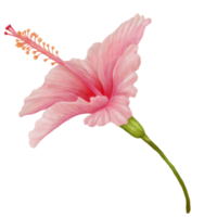 rosa ibisco fiori fioritura, lato Visualizza, acquerello