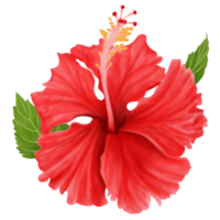 rote hibiskusblüten blühen und blätter, vorderansicht, aquarell