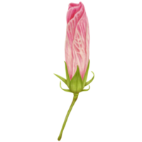 rosa ibisco fiore mini cuffie, lato Visualizza nel acquerello