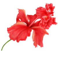 Watercolor of Red Hibiscus Flowers Blooming, Side View png