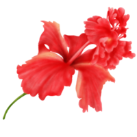 vattenfärg av röd hibiskus blommor blomning, sida se png