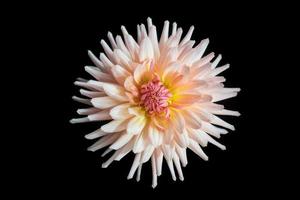 beautiful dahlia flower isolated photo