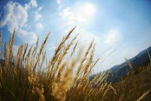 summer landscape view photo