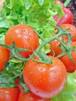 Fresh red tomatoes photo