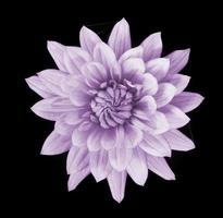 beautiful pink dahlia flower isolated photo