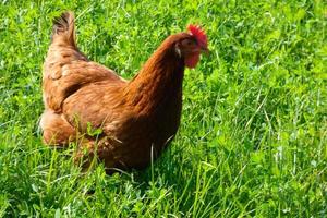 Hens in semi-freedom eating from the ground photo