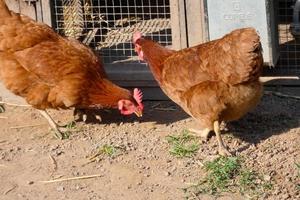 Hens in semi-freedom eating from the ground photo