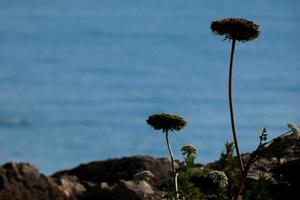 plantas y flores mediterráneas en la costa mediterránea de la costa brava catalana foto