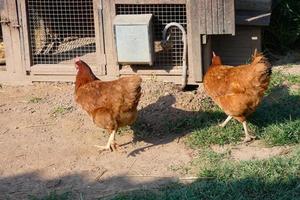 Hens in semi-freedom eating from the ground photo