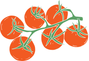 doodle freehand sketch drawing of tomato vegetable. png