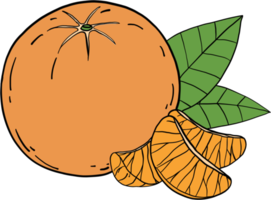 doodle croquis à main levée dessin de fruits orange. png