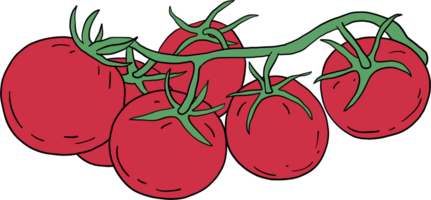scarabocchiare a mano libera disegno di verdure di pomodoro. png