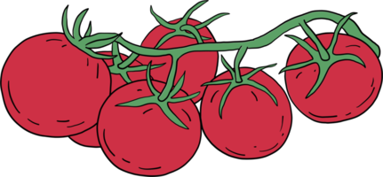 doodle desenho de esboço à mão livre de tomate vegetal. png