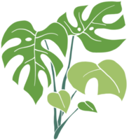 semplicità monstera pianta disegno a mano libera design piatto. png