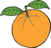 doodle frihand skissritning av orange frukt. png