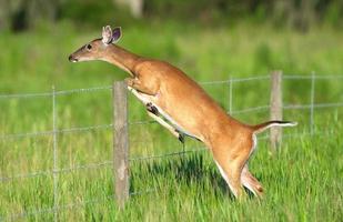 adult female White-tailed Deer, Odocoileus virginianus jumping over barbed wire fence catching leg on wire, pushing wire up and bending photo