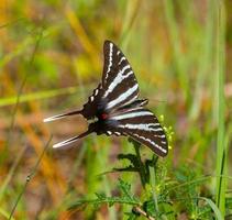 Zebra swallowtail butterfly - Protographium marcellus - perfect dorsal view - Cnidoscolus stimulosus photo