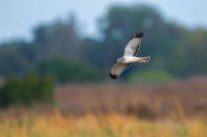 Male northern harrier - Circus hudsonius - flying over meadow or prairie with blurred blue sky and brown grasses background - under wing showing - yellow eye black wing tips, grey ghost photo
