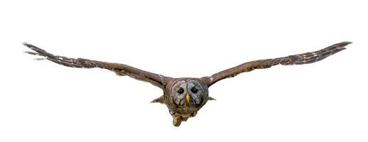 búho barrado adulto salvaje - strix varia - volando hacia la cámara, alas hacia afuera, ojos enfocados, mirada determinada, recorte aislado sobre fondo blanco