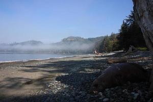 A very foggy morning at a rocky beach with a dead seal. photo