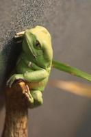 A waxy monkey leaf frog on a branch. photo