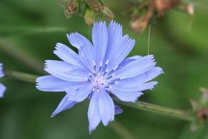 A wild chicory flower or plant in bloom with many tooth shaped blue petals. photo