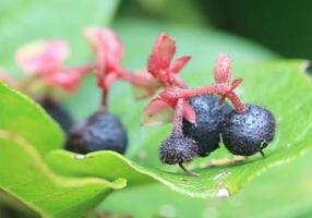 A group of berries on a leaf. photo