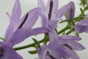 una foto de flores de campana moradas en un tallo.