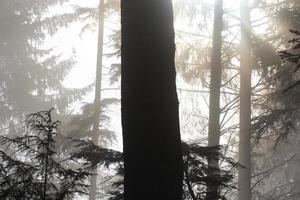 un árbol en un bosque tomado con luz moteada. foto