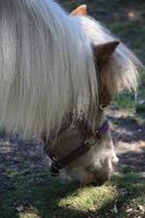 un viejo pony marrón comiendo hierba. foto