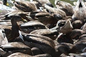 Many ducks and more ducks on a pond. photo