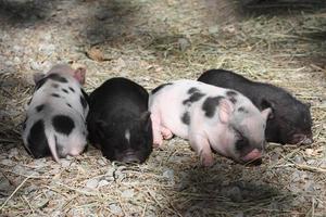 un grupo de lechones durmiendo sobre paja. foto