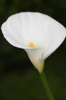 A calla lily with water drops. photo