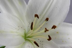 Slightly off centre, a close up shot of a white lily. photo