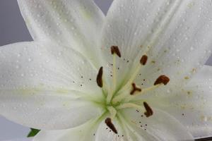 Water drops on a white lily. photo