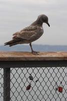 A seagull on a fence rail watching locks. photo