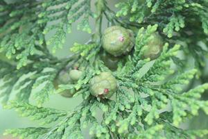 A new bud about to bloom on evergreen tree photo