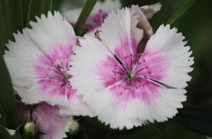 A dianthus plant in full bloom with pink and white jagged petals. photo