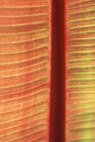 An abstract pattern due to backlight on a palm frond. photo