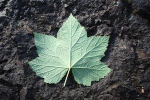 una hoja de arce canadiense sobre una gran roca. foto