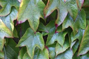 A close up shot taken outside of an English ivy vine. photo