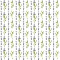 Seamless pattern with violet Lavender beautiful flower template in flat watercolor style isolated on white background for wedding card, invitation, travel flayer. Botanical illustration. vector