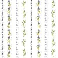 Seamless pattern with violet Lavender beautiful flower template in flat watercolor style isolated on white background for wedding card, invitation, travel flayer. Botanical illustration. vector