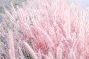 Natural grass flower In the winter Soft focus vintage background style