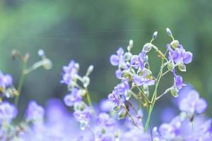 Beautiful Purple wild flowers blooming with refreshing in the morning,Soft pastel on nature bokeh background photo
