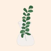 eucalyptus branch in a vase vector