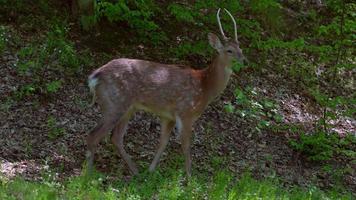 Spotted juvenile red deer with antlers walks in a grassy area and eats leaves video