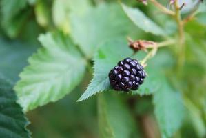 Blackberry closeup view photo